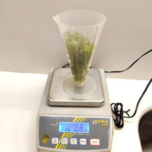 Pesado de uvas de Chardonnay en el laboratorio