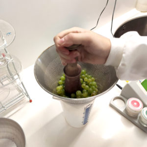 Técnico de laboratorio machacando uvas de Chardonnay